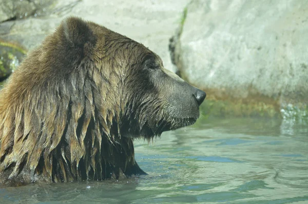 Um urso pardo — Fotografia de Stock