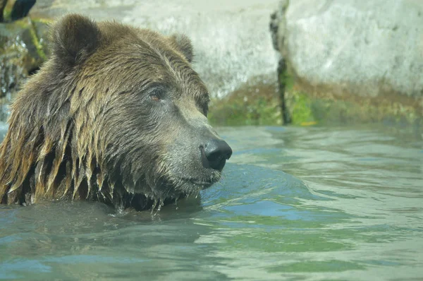 Um urso pardo — Fotografia de Stock