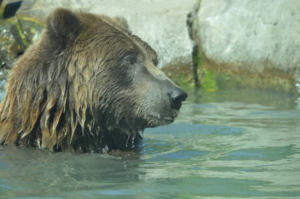 Ведмедя Грізлі — стокове фото