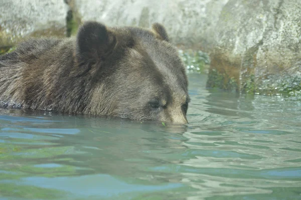 Um urso pardo — Fotografia de Stock