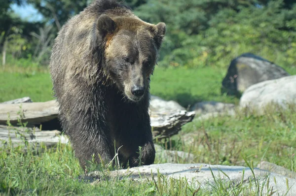 Um urso pardo — Fotografia de Stock