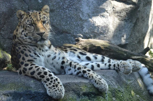 Amur leoparı