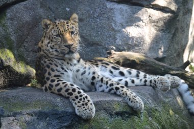 Amur leoparı