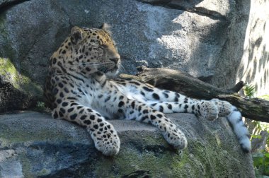 Amur leoparı