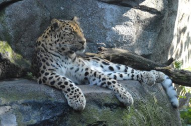 Amur leoparı