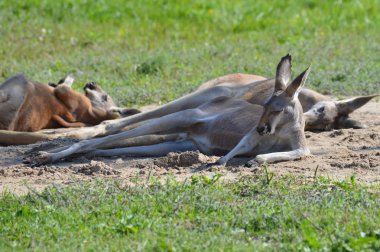 Açık havada bir kanguru