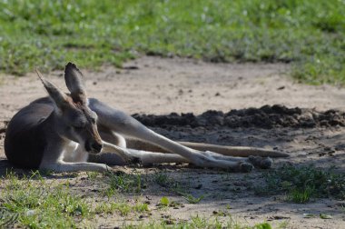 Açık havada bir kanguru