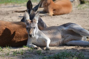 Açık havada bir kanguru