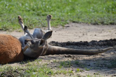Açık havada bir kanguru