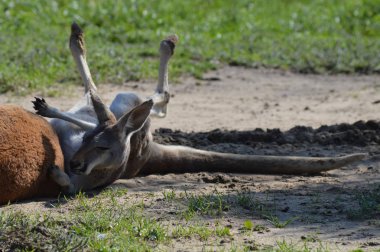 Açık havada bir kanguru