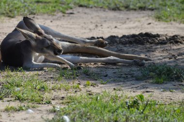 Açık havada bir kanguru