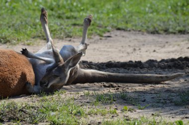 Açık havada bir kanguru