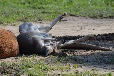 Açık havada bir kanguru