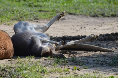 Açık havada bir kanguru