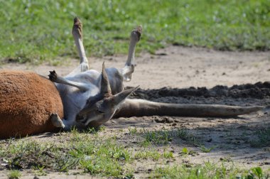 Açık havada bir kanguru