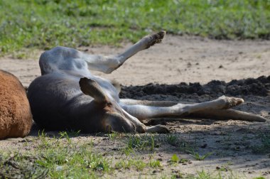Açık havada bir kanguru
