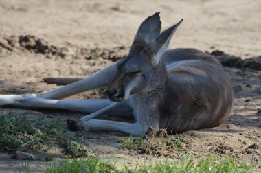 Açık havada bir kanguru