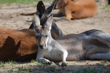 Açık havada bir kanguru