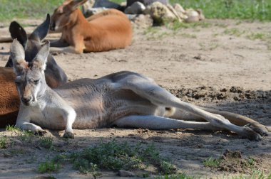 Açık havada bir kanguru