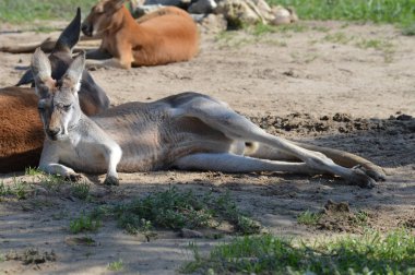 Açık havada bir kanguru
