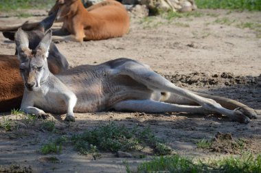 Açık havada bir kanguru