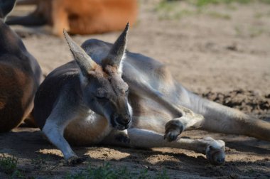 Açık havada bir kanguru
