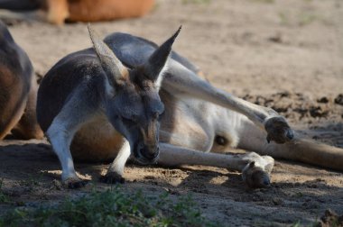 Açık havada bir kanguru