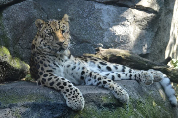 Amur leoparı