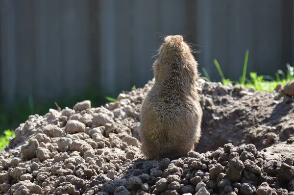 Un perro de la pradera — Foto de Stock