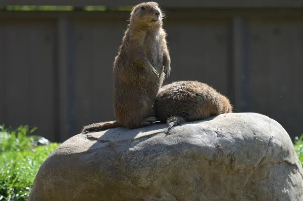 A Prairie Dog — Stock Photo, Image