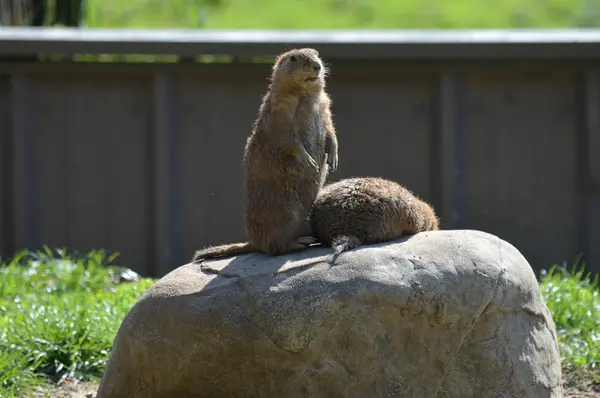 A Prairie Dog — Stock Photo, Image