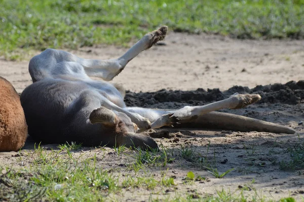 A kangaroo in the outdoors — Stock Photo, Image