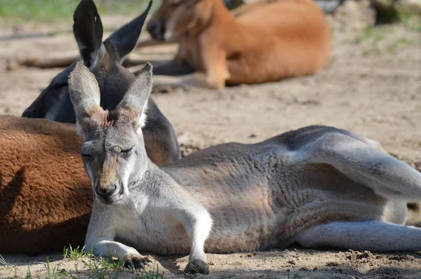 Açık havada bir kanguru