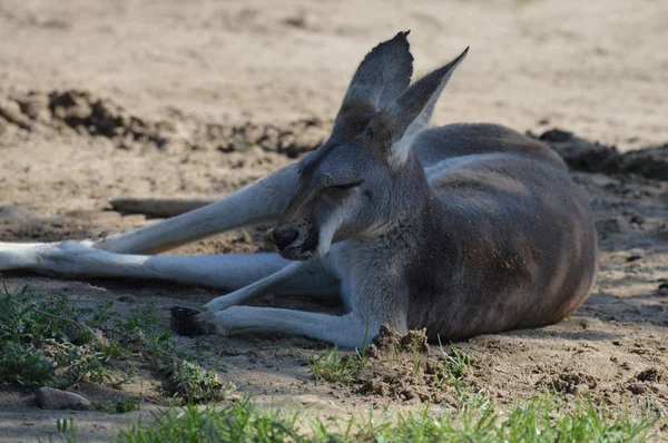 Açık havada bir kanguru