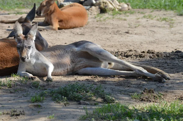 Açık havada bir kanguru