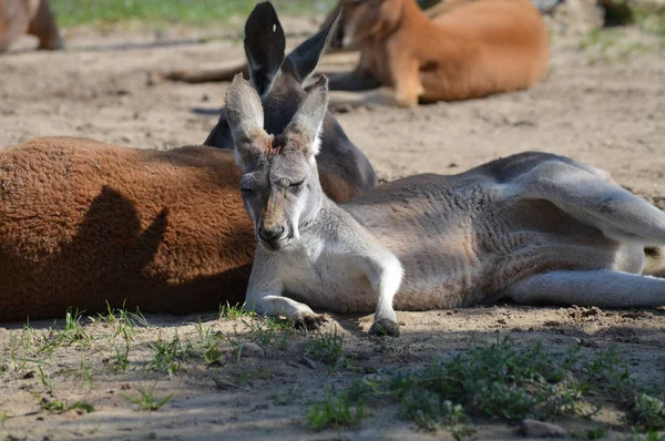 Açık havada bir kanguru