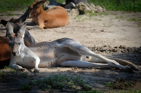 Açık havada bir kanguru