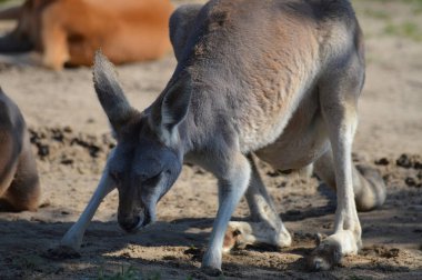 Açık havada bir kanguru