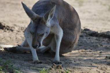 Açık havada bir kanguru