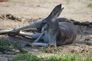 Açık havada bir kanguru