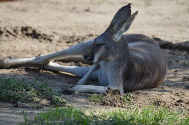 Açık havada bir kanguru