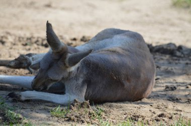 Açık havada bir kanguru
