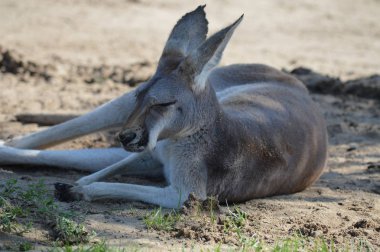 Açık havada bir kanguru