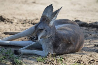 Açık havada bir kanguru
