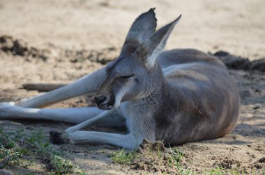 Açık havada bir kanguru