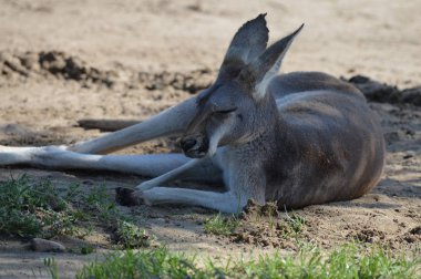 Açık havada bir kanguru