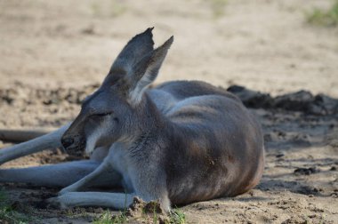 Açık havada bir kanguru