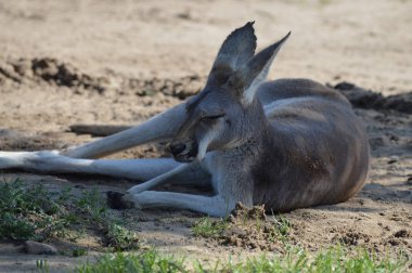 Açık havada bir kanguru