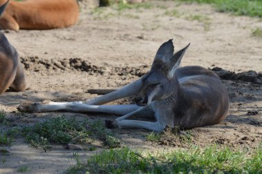 Açık havada bir kanguru
