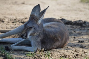 Açık havada bir kanguru